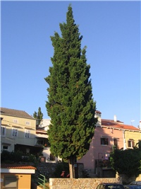 22788952-Cupressus sempervirensML2010.jpg.jpg